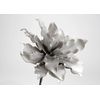 Fleur Cumbia grise