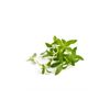 Lingot sarriette Bio - Visuel 0