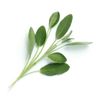 Lingot sauge Bio - Visuel 0