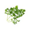 Lingot cresson Bio - Visuel 0