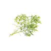 Lingot moutarde verte Bio - Visuel 0
