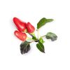 Lingot mini piments - Visuel 0