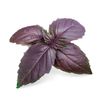 Lingot basilic pourpre Bio - Visuel 0