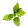 Lingot basilic citron Bio - Visuel 0