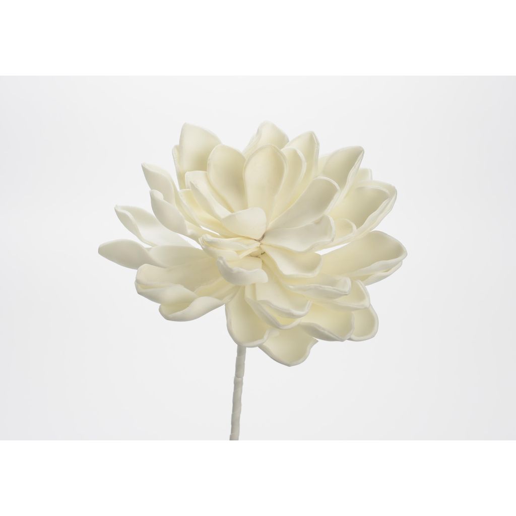 FLEUR GINA BLANCHE - Visuel 0