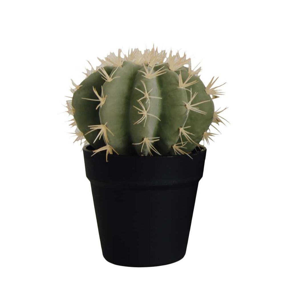CACTUS EN POT - Visuel 0