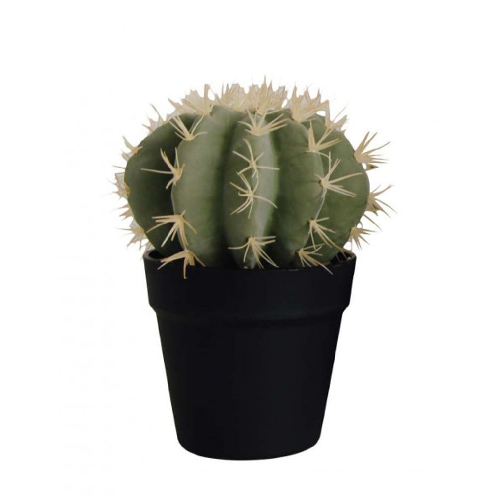 CACTUS EN POT - Visuel 1
