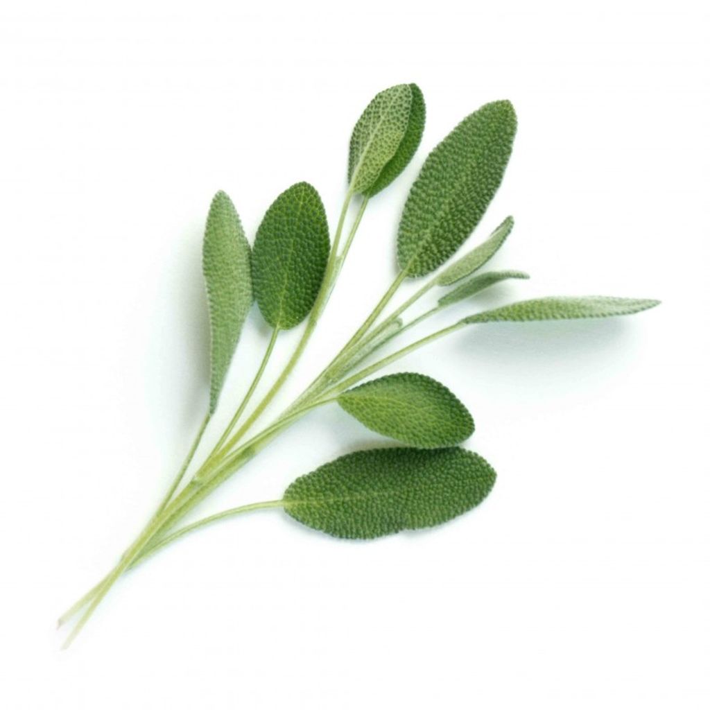 Lingot sauge Bio - Visuel 0