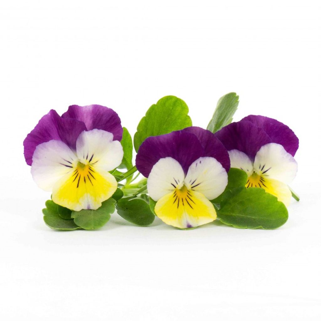 Lingot fleur de pensée - Visuel 0