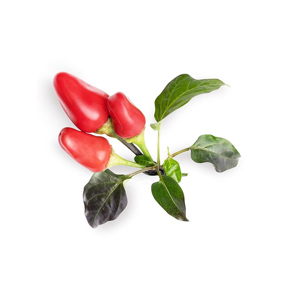 Lingot mini piments - Visuel 0