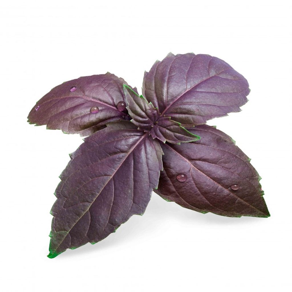Lingot basilic pourpre Bio - Visuel 0