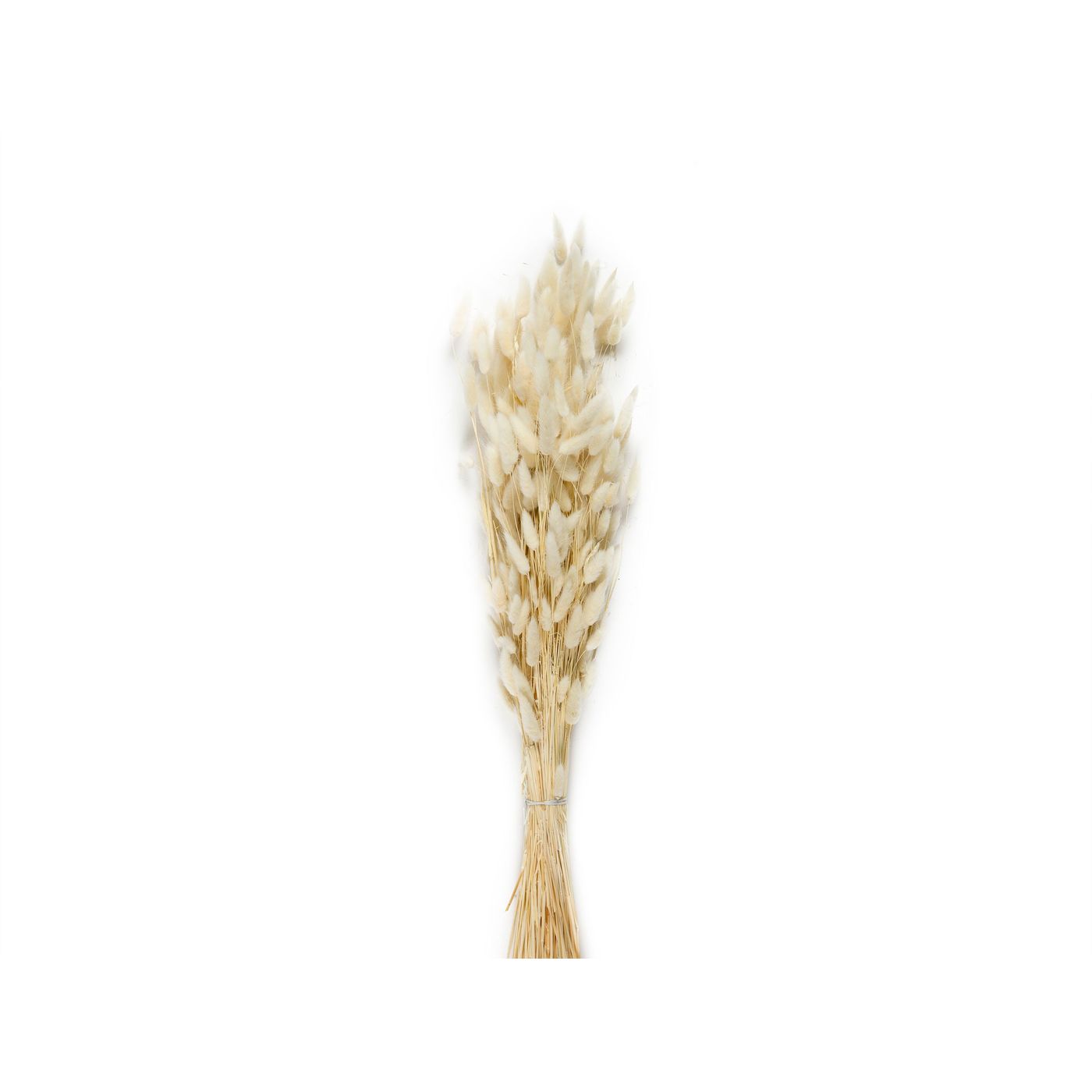 Bouquet de lagurus séché