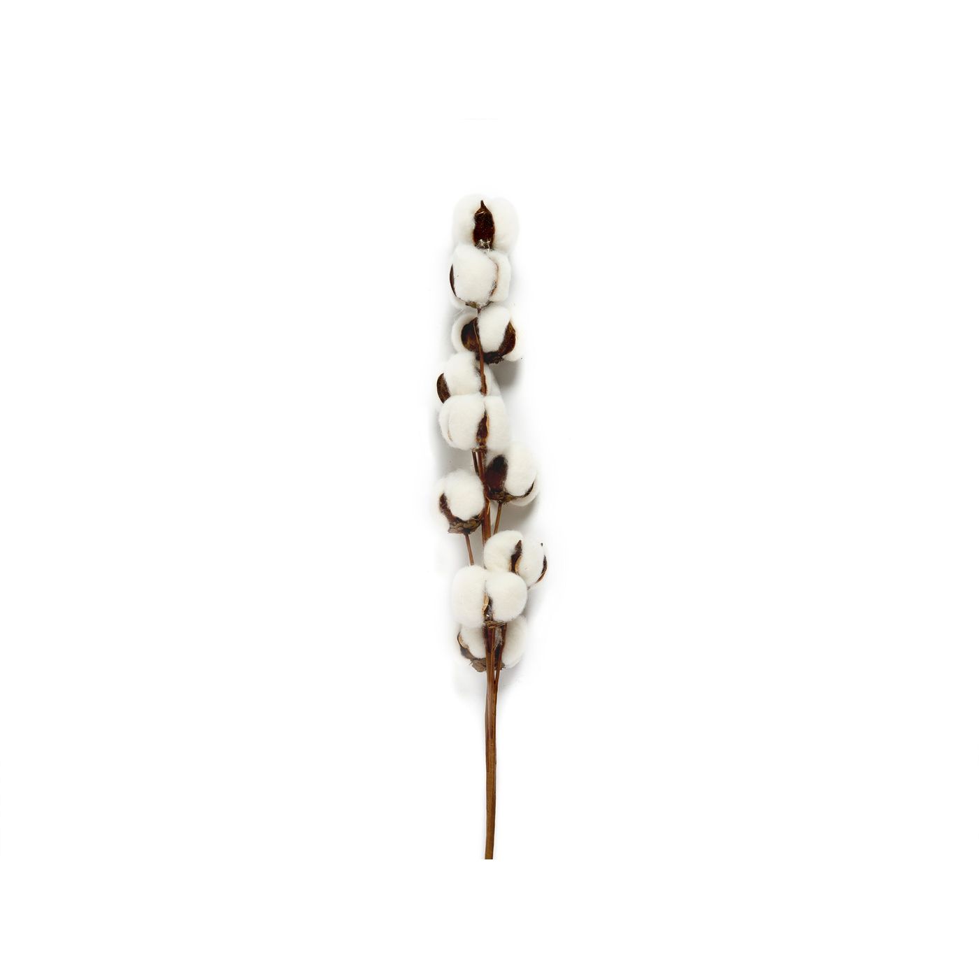 Branche de Coton