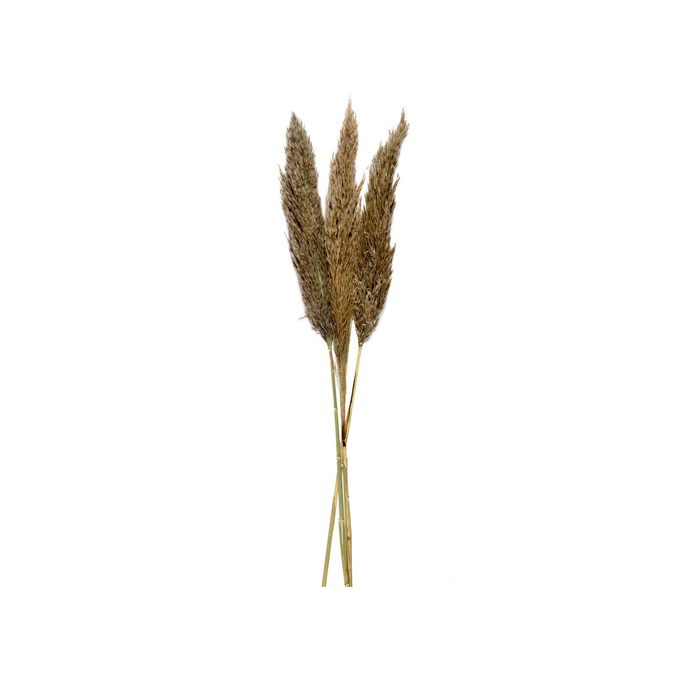 Bouquet de Pampas séché