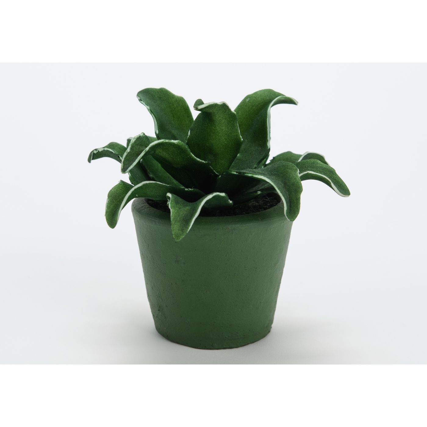 Fleur Cumbia verte en pot