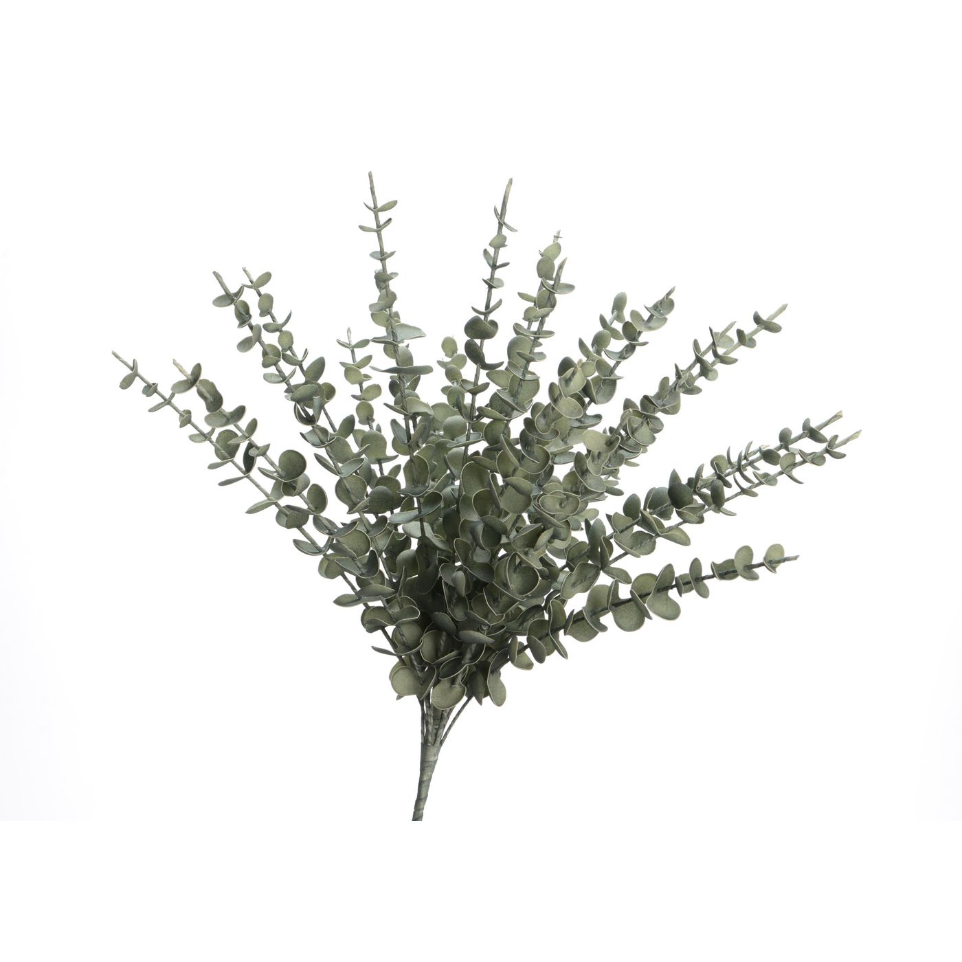 Bouquet eucalyptus vert