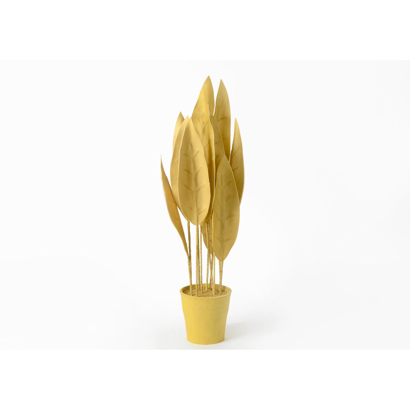 Plante décorative moutarde