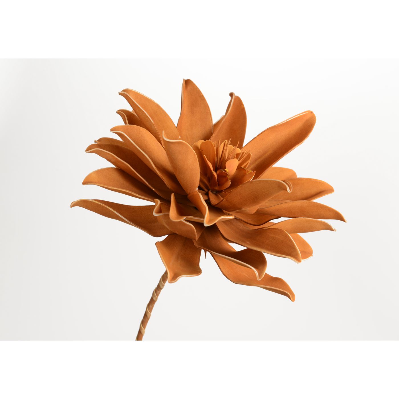 Fleur pana noisette