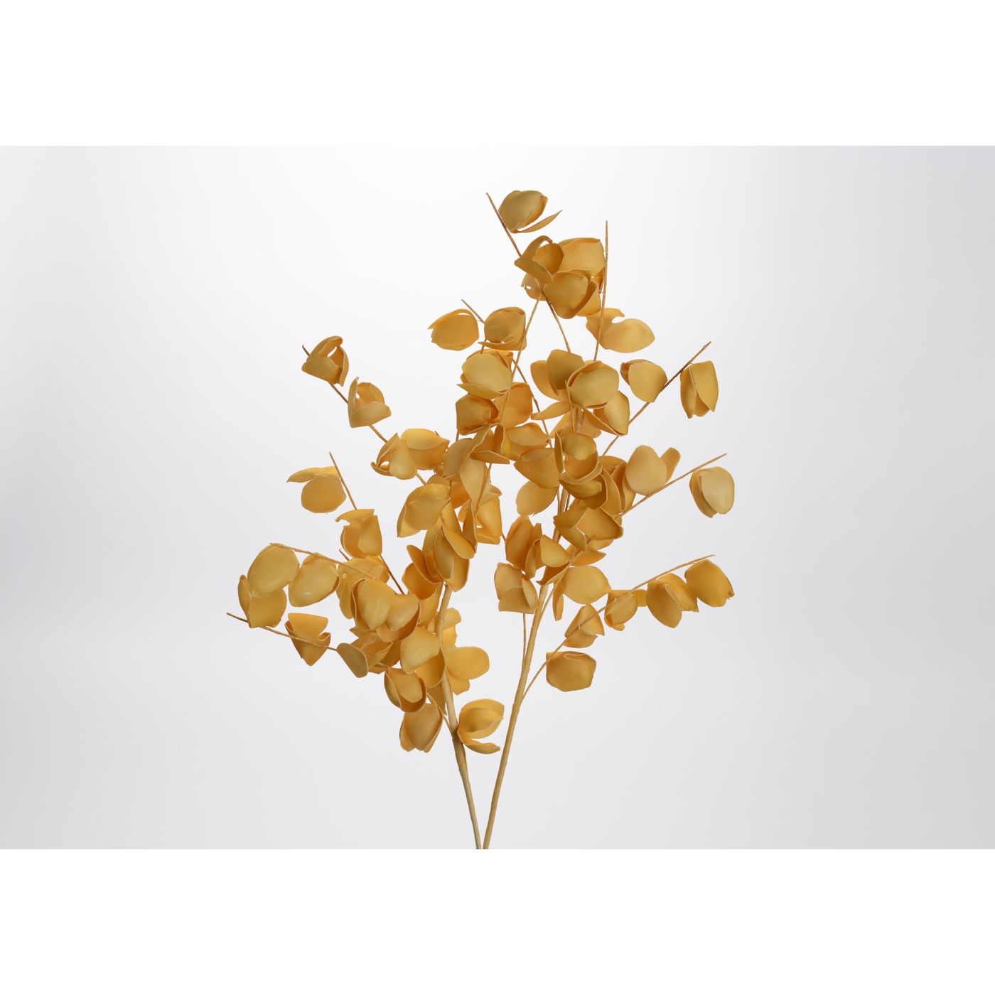 Tige physalis miel