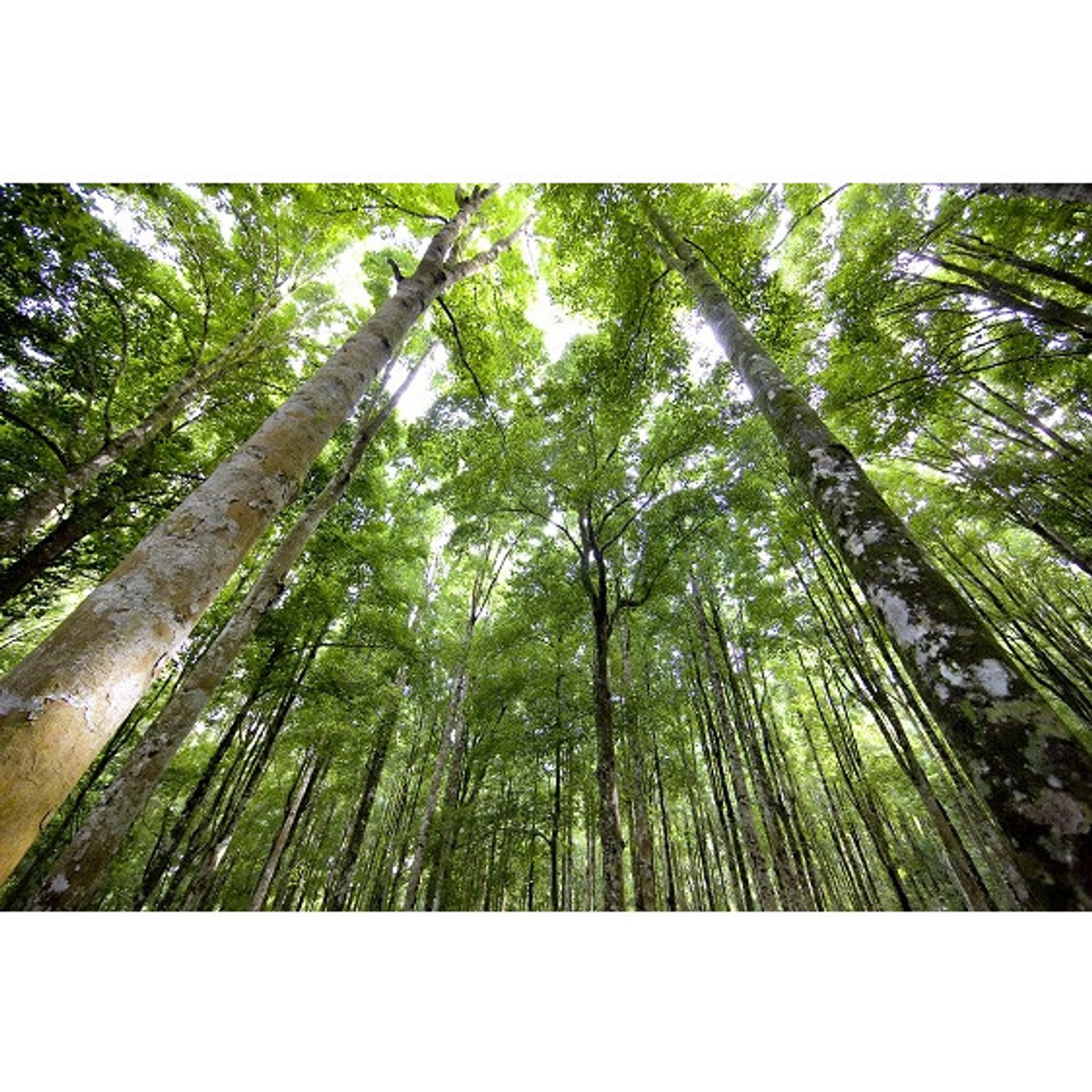 Cadre forêt
