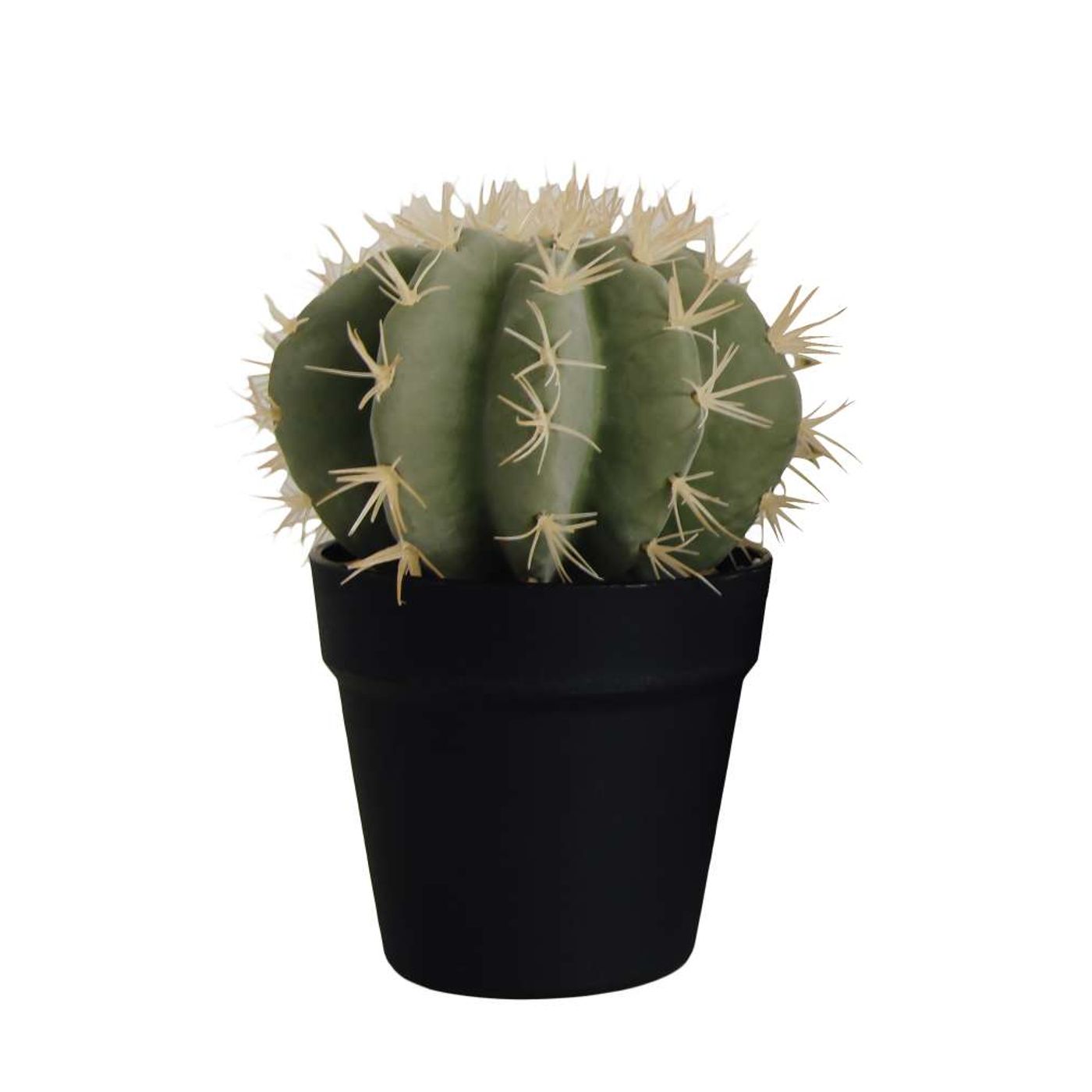 CACTUS EN POT