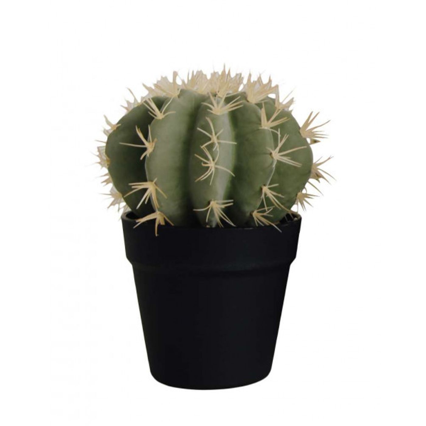 CACTUS EN POT