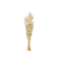 Bouquet de lagurus séché - Visuel 0