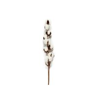 Branche de Coton - Visuel 0