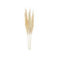 Bouquet de Pampas séché - Visuel 0