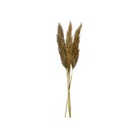 Bouquet de Pampas séché - Visuel 0