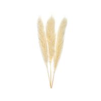Bouquet de Pampas séché - Visuel 0