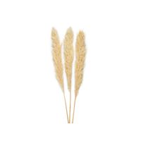 Bouquet de Pampas séché - Visuel 0