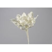 Fleur Cumbia blanche - Visuel 0