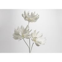 FLEUR KITTY BLANCHE - Visuel 1