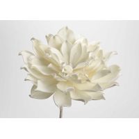Fleur Jada blanche - Visuel 0