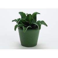 Fleur Cumbia verte en pot - Visuel 0