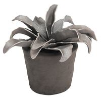 Cumbia en pot mordore gris - Visuel 0