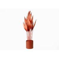 Plante décorative corail - Visuel 0