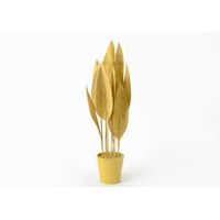 Plante décorative moutarde - Visuel 0