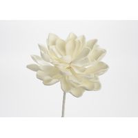 FLEUR GINA BLANCHE - Visuel 0