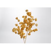 Tige physalis miel - Visuel 0