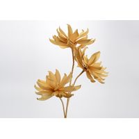 Fleur kitty miel - Visuel 0
