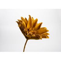 Fleur Pana jaune safran - Visuel 0