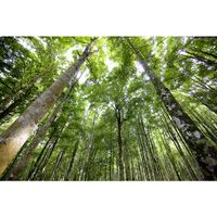 Cadre forêt - Visuel 1