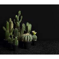 CACTUS EN POT - Visuel 2