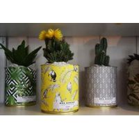 Cactus - Visuel 0